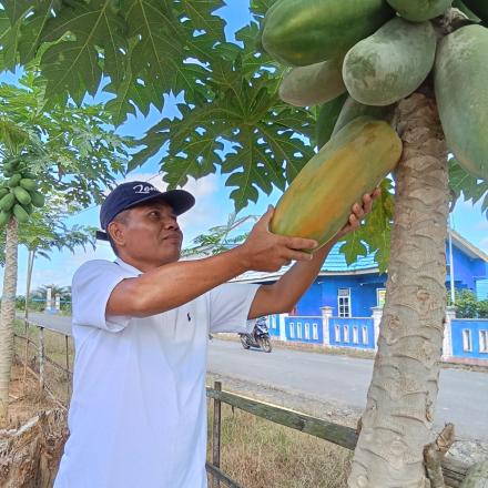 KEBERHASILAN PENGELOLAAN KEBUN KETAHANAN PANGAN DESA GUNUNG ULIN